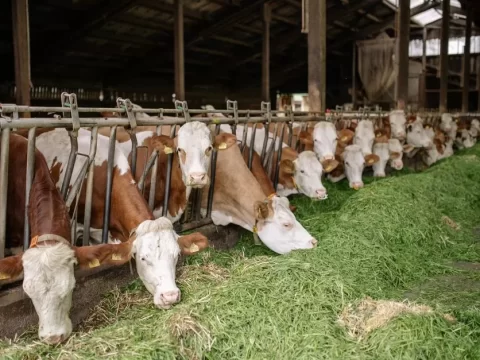 Bacillus subtilis thức ăn chăn nuôi: Nâng tầm hiệu quả, sức khỏe vật nuôi